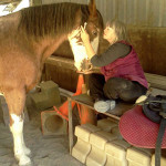 Lumalight colour therapy for horses