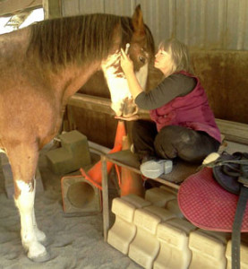 Lumalight colour therapy for horses