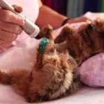 color light therapy for animals