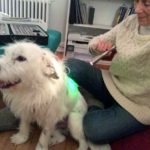 Lumalight color therapy for dogs with green light