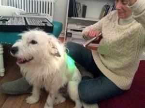 Lumalight color therapy for dogs with green light