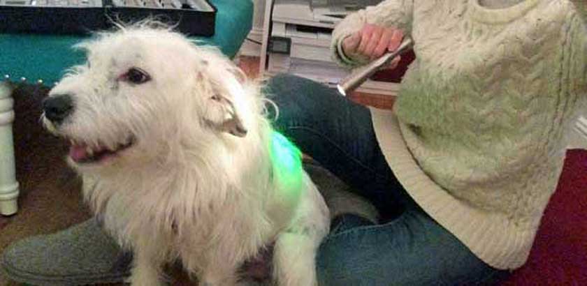 color therapy for dogs with green light