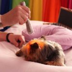 color therapy healing light for dogs