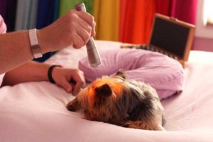 color therapy healing light for dogs