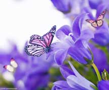violet-flower