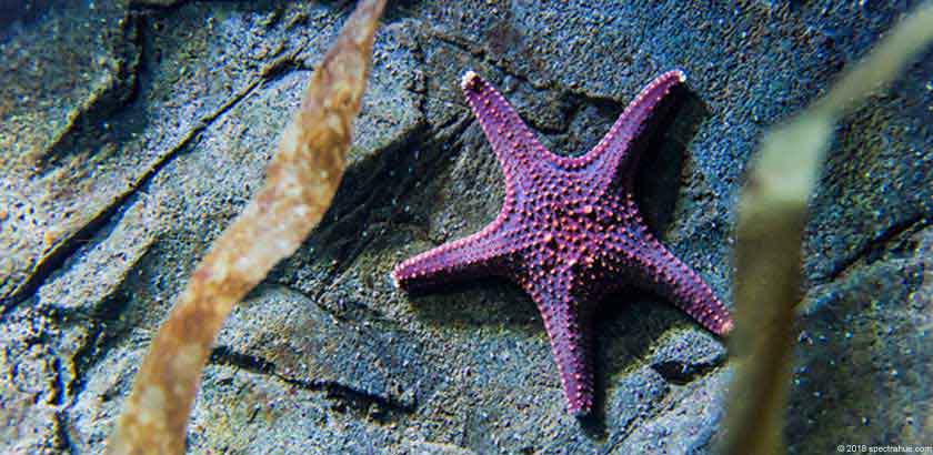 violet starfish