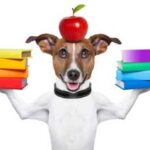 color therapy animals books