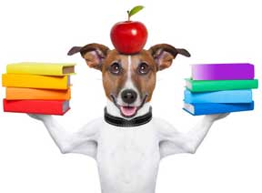 Dog-color-books